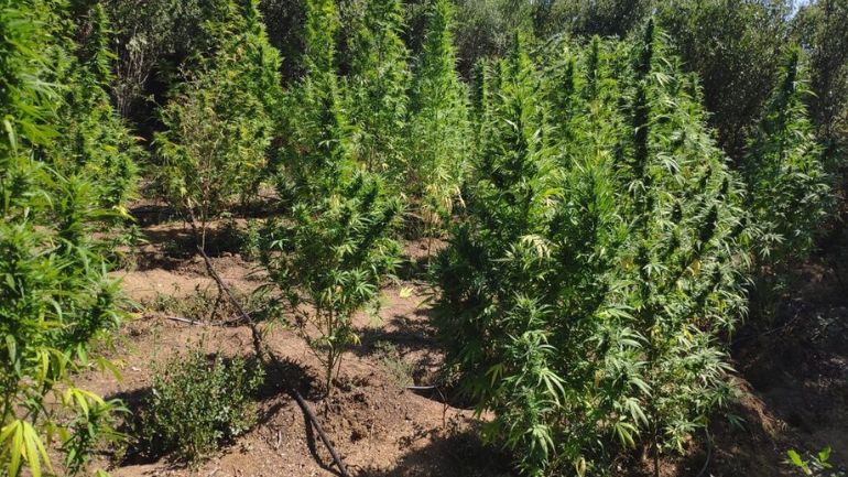 Ηλεία: Καταδικάστηκε για κάνναβη αλλά τελικά καλλιεργούσε… καρπούζια!