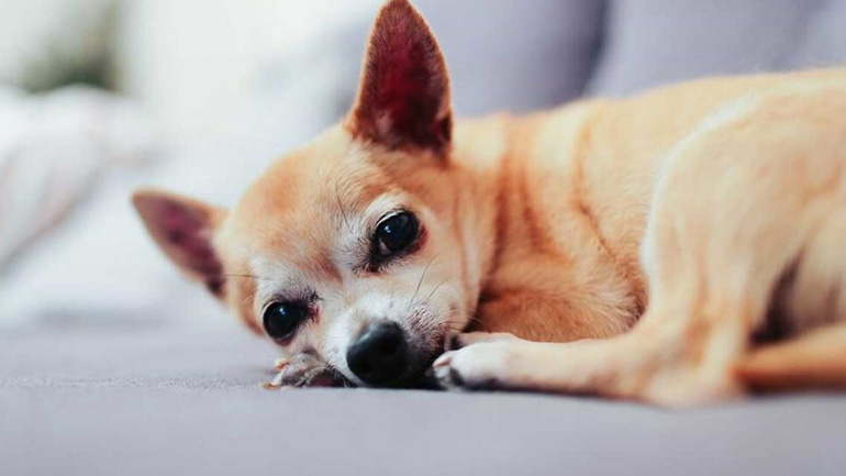 Πώς θα καταλάβουμε ότι ο σκύλος μας πάσχει από άνοια;