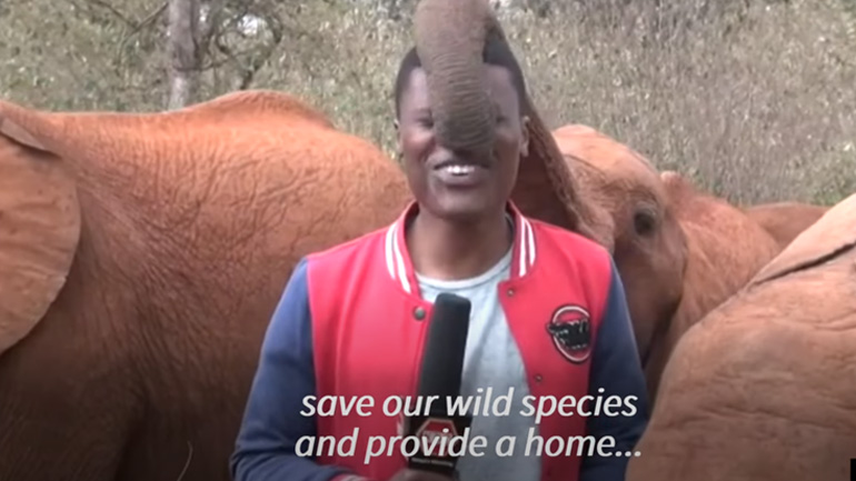 Eλέφαντας γαργαλάει δημοσιογράφο με την προβοσκίδα του