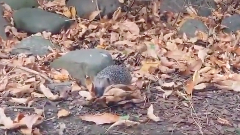 Ο σκαντζόχοιρος συλλέγει φύλλα για το χειμώνα