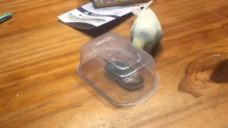 Οι παπαγάλοι είναι αρκετά διασκεδαστικοί