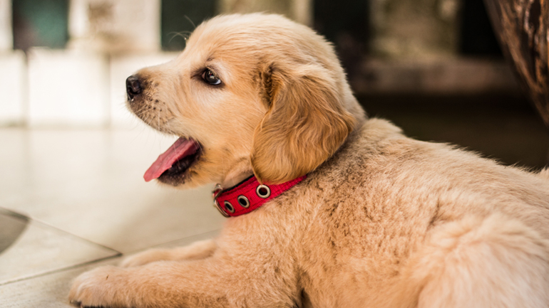 Τα λάθη που κάνεις όταν φέρνεις το κουτάβι στο σπίτι