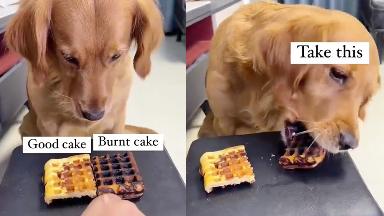 Ποιος θα φάει την καμένη βάφλα;