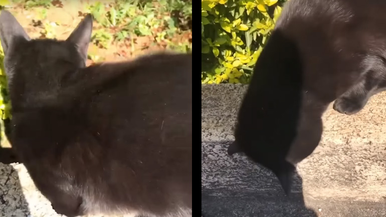 Γάτα ανακτά τα κλειδιά του γείτονα από μια τρύπα