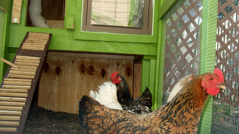 Μειωμένη η ενίσχυση για τις ζωοτροφές στην πτηνοτροφία – Διαμαρτύρονται οι παραγωγοί