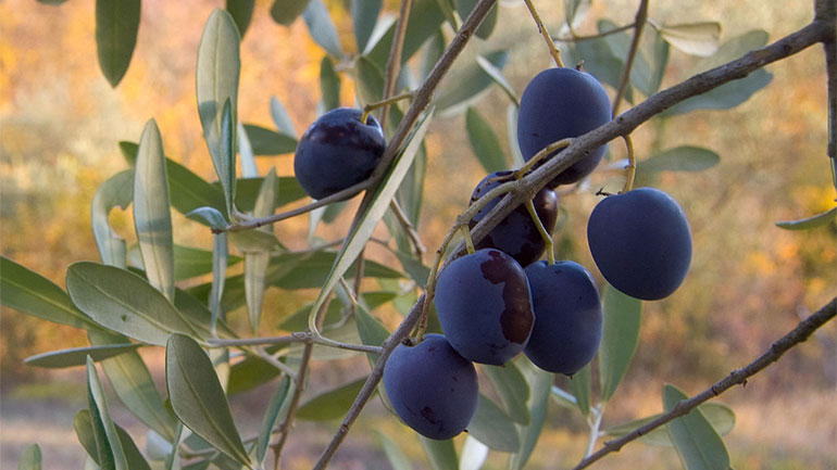 Το «λιομάζωμα» μέσα στο αστικό πεδίο της Αττικής