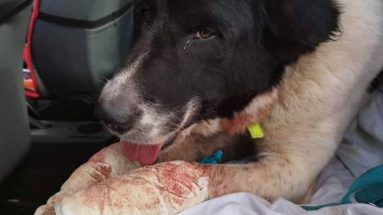 Σοκ στην Πάτρα: Έδεσε σκύλο στο αυτοκίνητο και τον έσερνε στο δρόμο