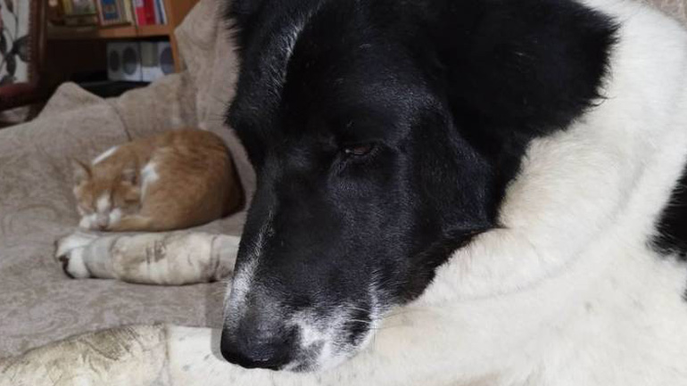 Πάτρα: Στον Ανακριτή ο ηλικιωμένος που έσυρε τον σκύλο του με ΙΧ