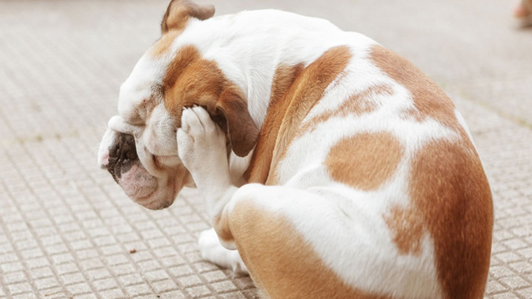 Για ποιους λόγους ξύνεται ο σκύλος;