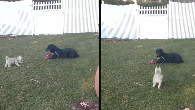 Η δύναμη του γαβγίσματος