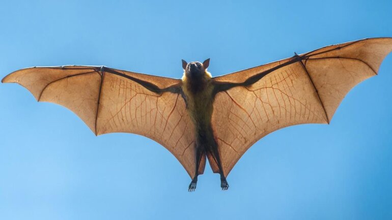 Γιατί οι ιοί από νυχτερίδες συνεχίζουν να αποτελούν απειλή για τον άνθρωπο;