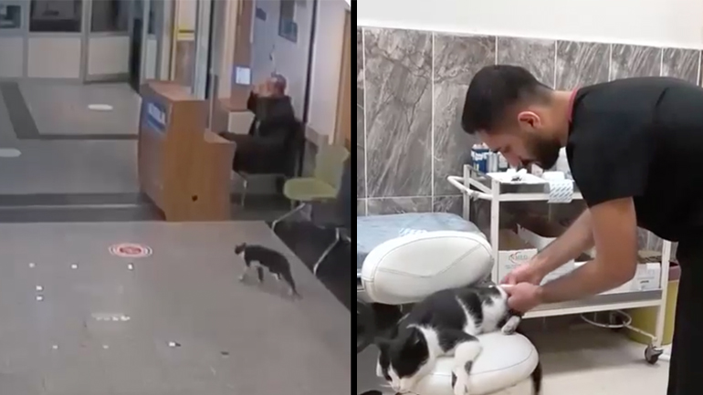 Γάτα με σπασμένο πόδι ζητά βοήθεια στα επείγοντα νοσοκομείου