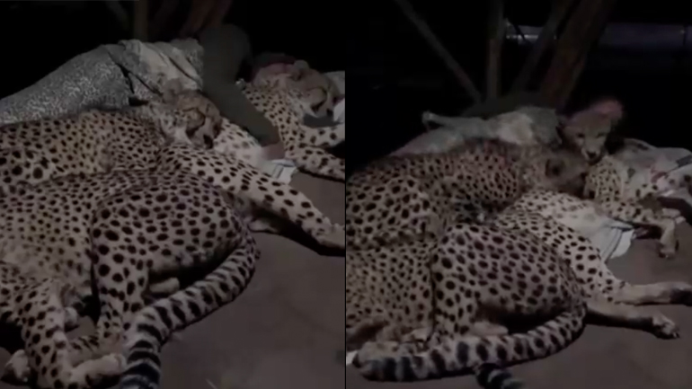 Άνδρας κοιμάται αγκαλιά με 3 τσιτάχ