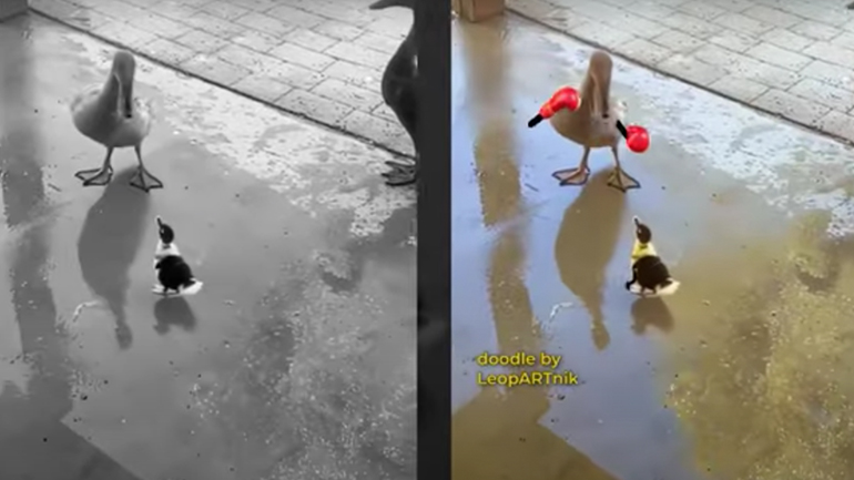 Πάπιες σε επική μάχη