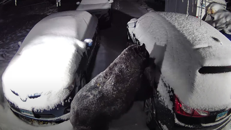 Αρκούδα εισβάλλει σε αυτοκίνητο 