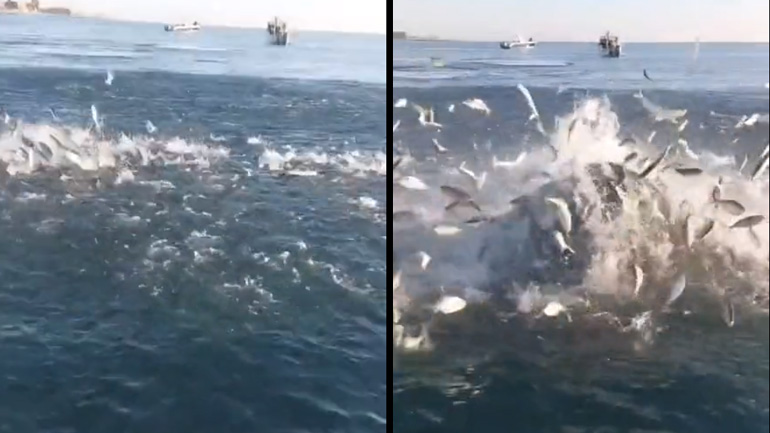 Όταν τα ψάρια πηδούν από το νερό, κάτι πρόκειται να συμβεί!