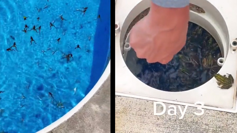 Πισίνα γεμάτη βατράχια