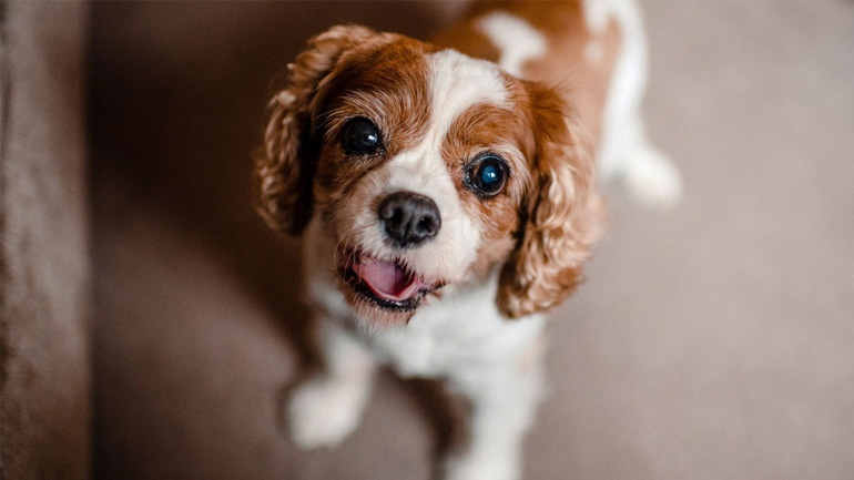 Πώς οι σκύλοι μας χειραγωγούν με τα μάτια τους;