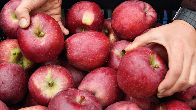 Μέχρι τις 15 Δεκεμβρίου θα ξέρουν οι παραγωγοί μήλων που θα επιδοτηθούν