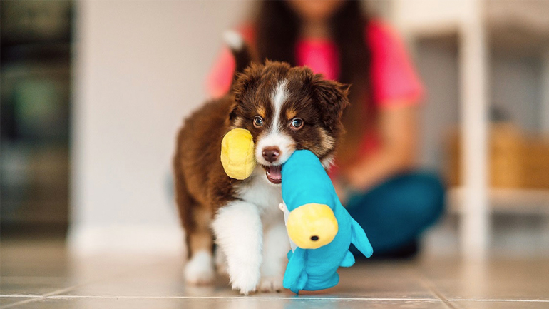 Γιατί το παιχνίδι είναι τόσο σημαντικό για τα κουτάβια;