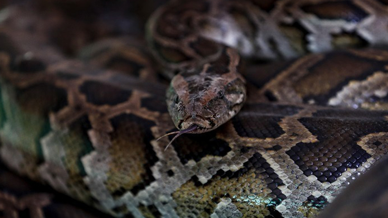 Πεντάχρονο αγοράκι επέζησε μετά από επίθεση πύθωνα στην Αυστραλία