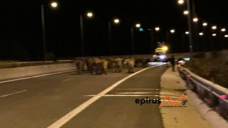 Ιωάννινα: Ατύχημα με φορτηγό που μετέφερε ζώα στην Εγνατία