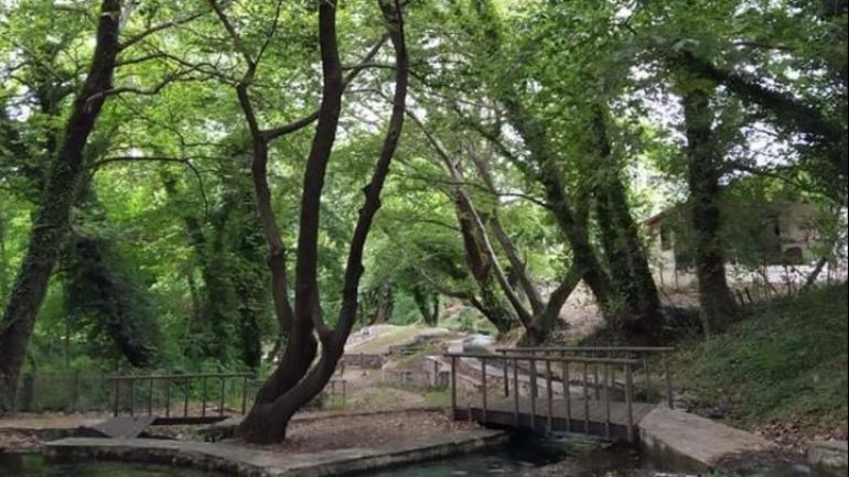 Λαμία: Θανατηφόρα ασθένεια «θερίζει» υπεραιωνόβια πλατάνια