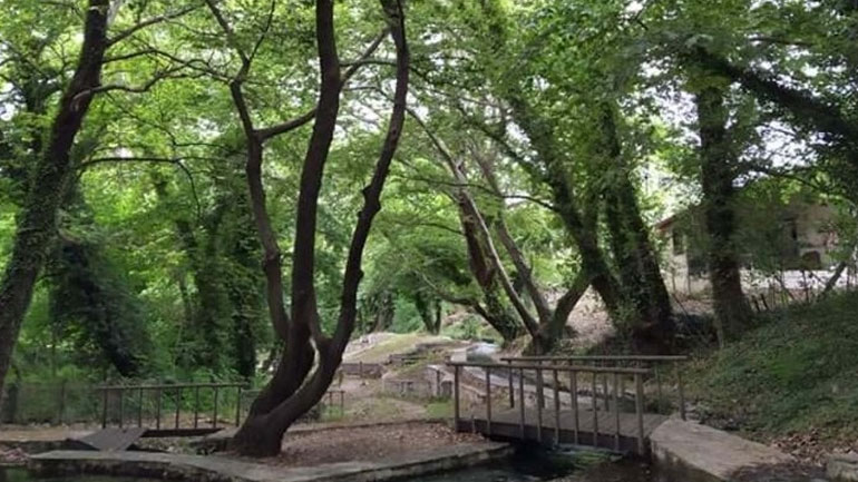 Λαμία: Θανατηφόρα ασθένεια «θερίζει» υπεραιωνόβια πλατάνια