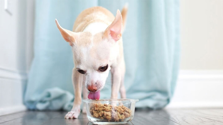 Τι να κάνετε για να τρώει πιο αργά ο σκύλος