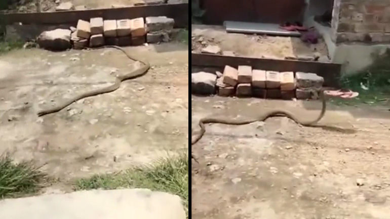 Φίδι κλέβει μια σαγιονάρα