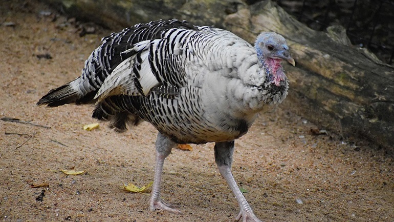 Χριστούγεννα χωρίς γαλοπούλα για τους Βρετανούς;