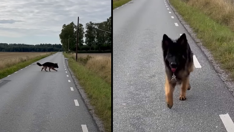 Σκύλος βρίσκει τα κλειδιά της ιδιοκτήτριάς του 