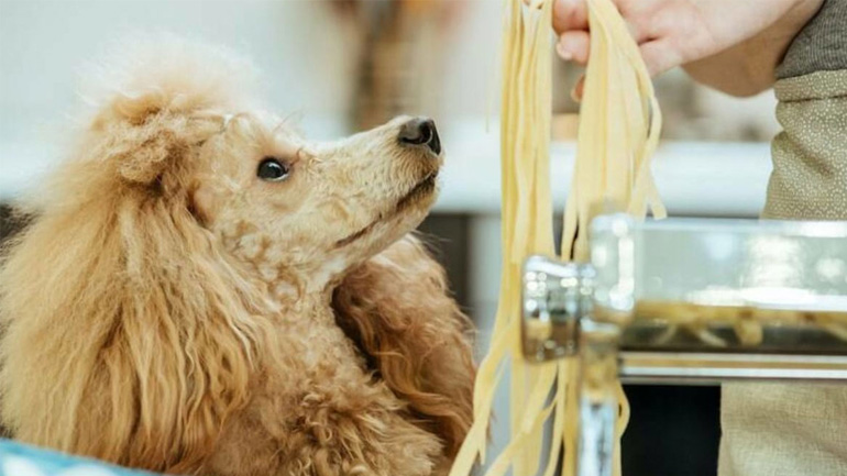 Μπορεί ο σκύλος μου να φάει ζυμαρικά;