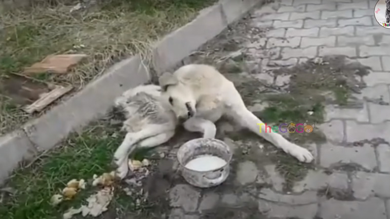 Παράλυτος αδέσποτος σκύλος διασώζεται και περπατάει ξανά