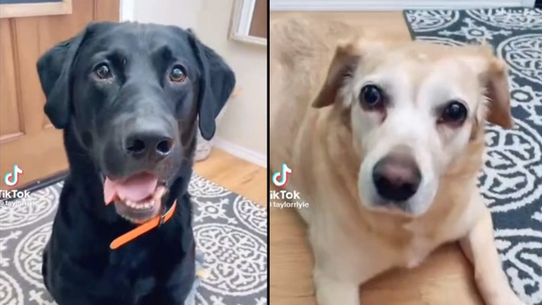 Γυναίκα συστήνεται στους σκύλους της