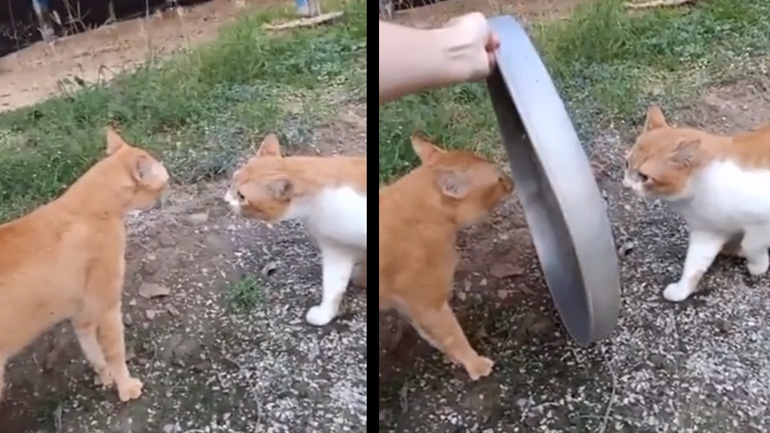 Έβαλε ένα καπάκι σκουπιδιών ανάμεσα σε δυο γάτες