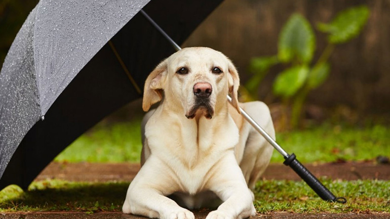 Πώς να προστατεύσετε το κατοικίδιό σας τις βροχερές ημέρες
