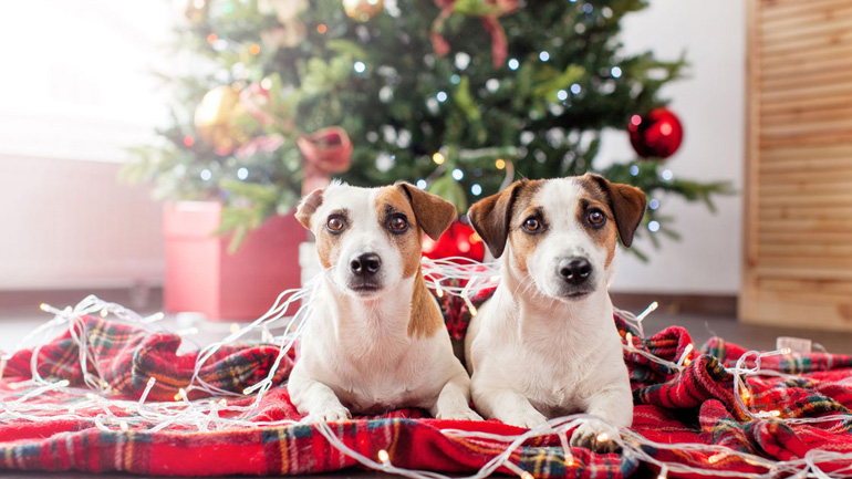 Χριστουγεννιάτικο δέντρο και σκύλος: Τι θα πρέπει να προσέχετε