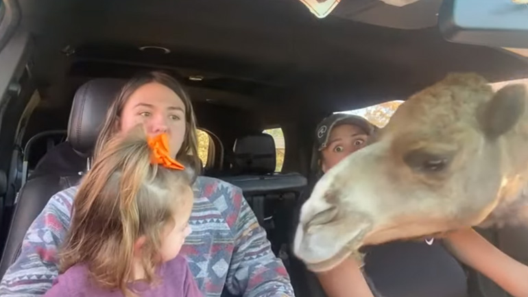 Kαμήλα σπάει το τζάμι του αυτοκινήτου