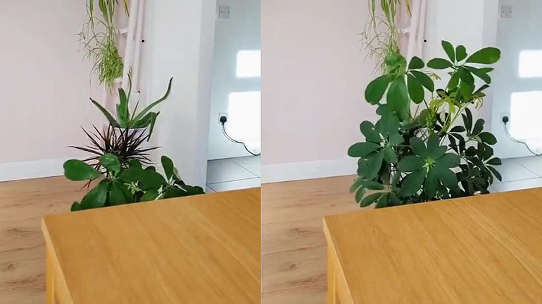 Ένα συναρπαστικό time-lapse βίντεο με την ανάπτυξη ενός φυτού εσωτερικού χώρου