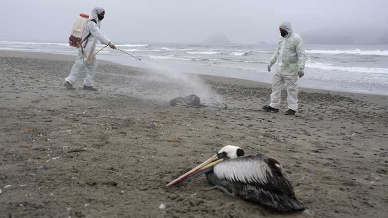 Γρίπη των πτηνών: Σχεδόν 22.000 θαλασσοπούλια νεκρά στο Περού