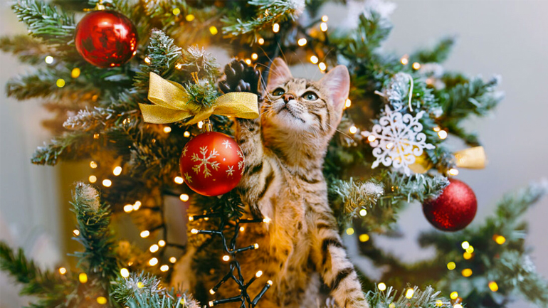 Γάτες και Χριστουγεννιάτικο δέντρο – Τι πρέπει να προσέχετε