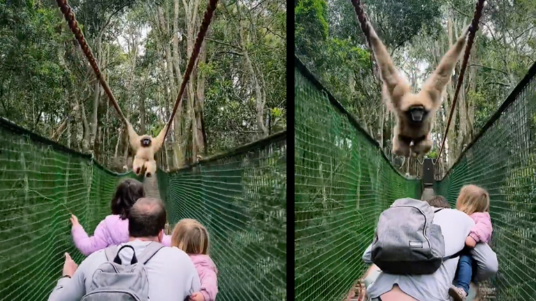 Οικογένεια συναντά έναν πίθηκο σε μια γέφυρα
