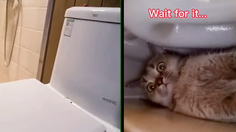 Γάτα βρήκε την απόλυτη κρυψώνα σε μια τουαλέτα