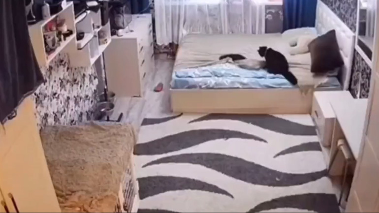 Γάτα στρώνει το κρεβάτι που χάλασε το γατάκι της