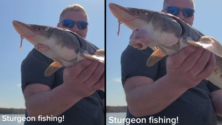 Το στόμα ενός οξύρρυγχου