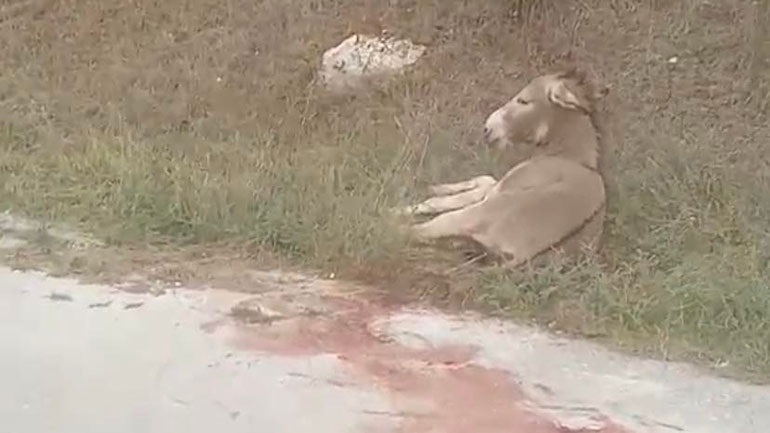 Κακοποίηση γαϊδουριού: Για κακούργημα θα δικαστεί ο πρώην αντιδήμαρχος Ζίτσας