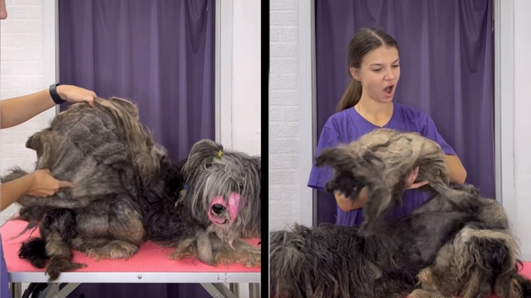 Γυναίκα περιποιείται ένα παραμελημένο σκύλο