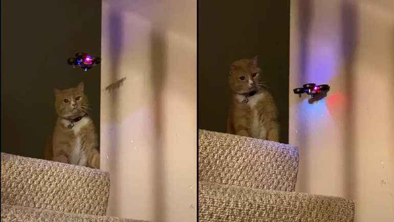 Γάτα εναντίον mini drone