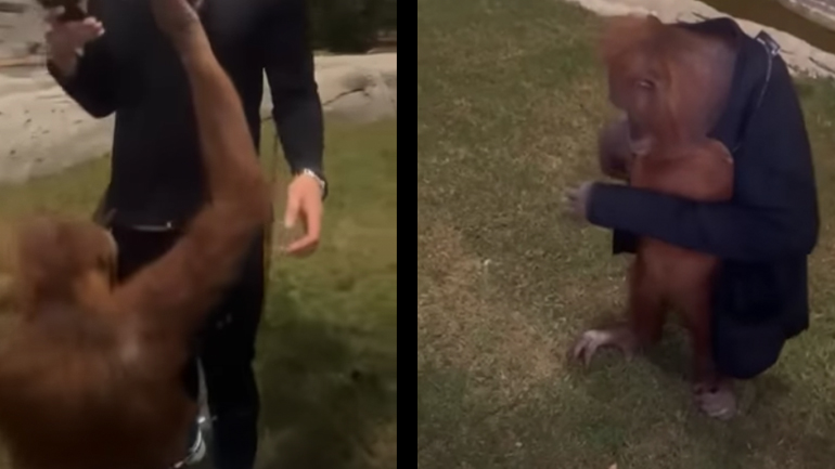 Ουρακοτάγκος φοράει τη ζακέτα ενός άνδρα